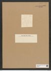 Licmophora lyngbyei var. abbreviata (Kuetz.) Grun. (de-Toni-Nr.: Genus 86, Species 2965) Zeichnungen Sammlung Grunow Nr. 6014 (NHMW-BOT-W0374511)